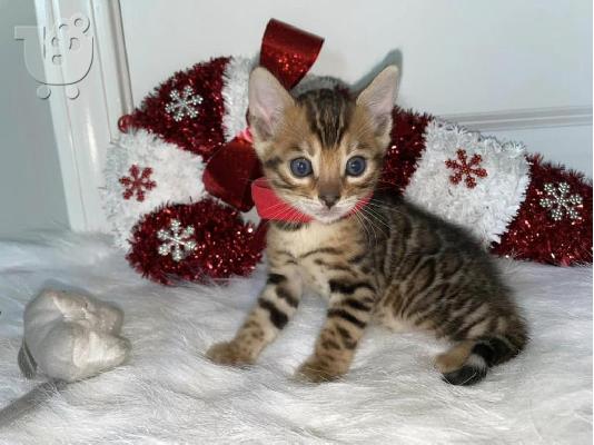 Little Tigers Kittens