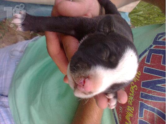 POLOYNTAI KOYTAVIA PIT BULL