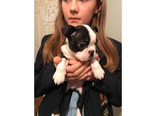 Διατίθενται προς πώληση κουτάβια Boston Terrier