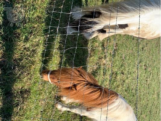 PoulaTo: Reduced-stunning Welsh Section A