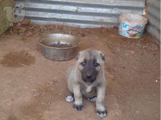 κουταβια kangal