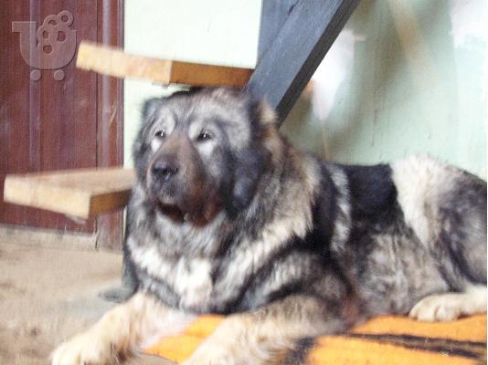 Kennel "Duchman" sale male Caucasian Shepherd 