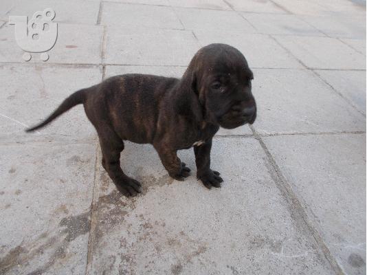Plott Hound Πωλούνται καθαρόαιμα κουτάβια.