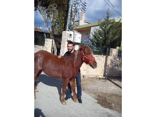 ΠΩΛΕΙΤΕ ΑΛΟΓΟ ΗΡΑΚΛΕΙΟ ΚΡΗΤΗΣ TIMH ΣΥΖΗΤΗΣΗΜΗ