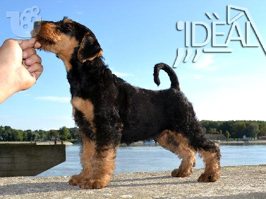 Αιρντέιλ Τεριέ / Airedale terrier