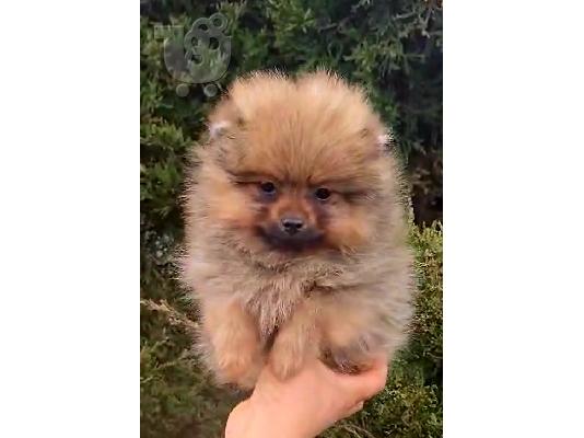 Mini, tea cup pomeranian