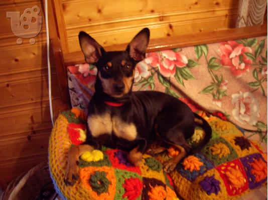 χαθηκε Pinscher