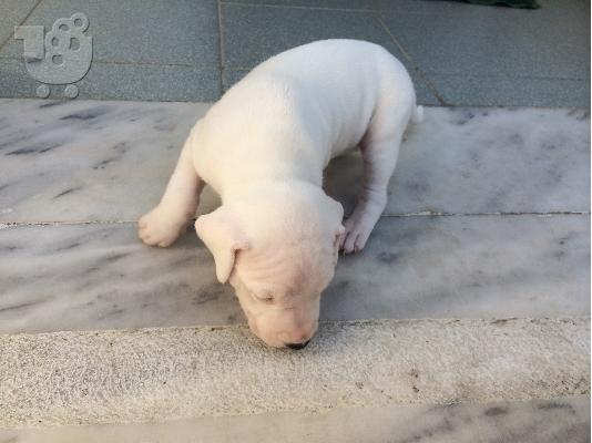 dogo argentino