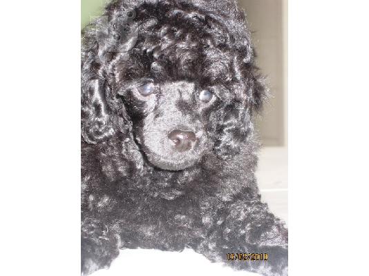 ΚΑΝΙΣ ΤΟΥ (TOY POODLE) Πουντλ