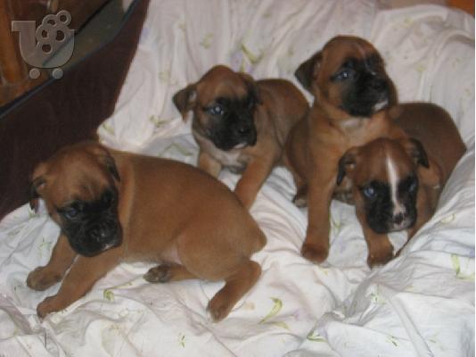 boxer