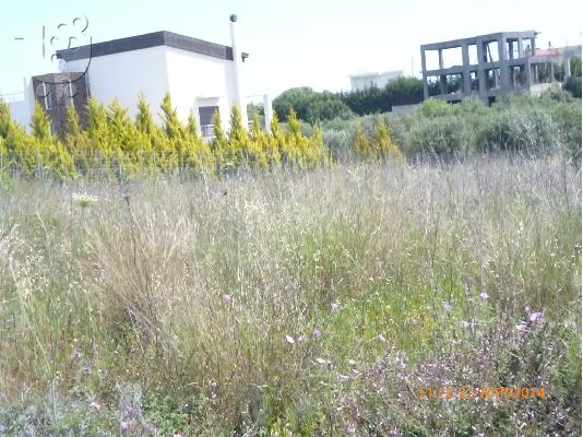κτήμα 4100 τ.μ με 50 ελαιόδεντρα στην Ρόδο