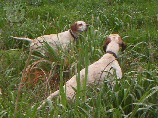 POINTER KOYTABIA