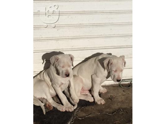 DOGO ARGENTINO