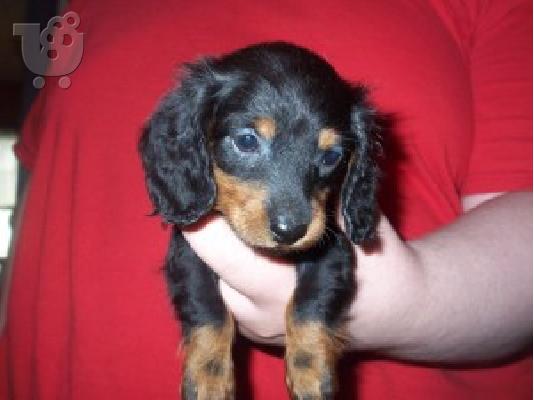 PoulaTo: Όμορφα Dachshunds