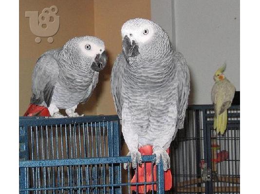 PoulaTo: Οι African Grey Parrot είναι έτοιμοι για ένα νέο σπίτι