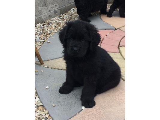 Αξιολάτρευτα κουτάβια Newfoundland