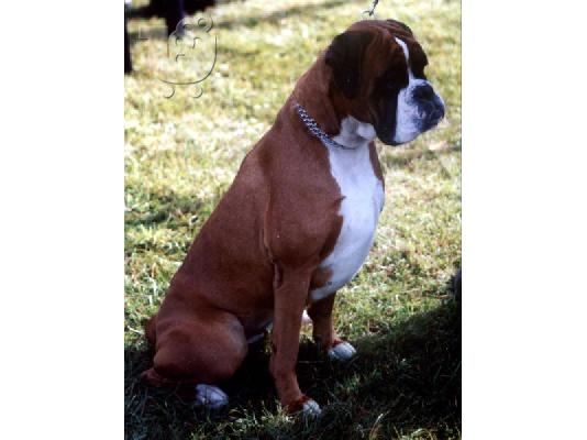 BOXER ΚΟΥΤΑΒΑΚΙΑ 2,5 ΜΗΝΩΝ Μπόξερ