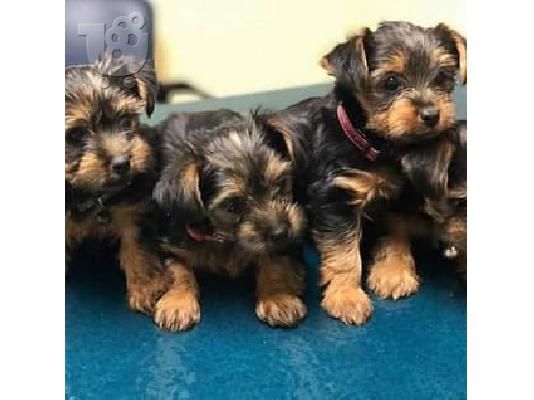 Τα κουτάβια Yorkshire Terrier R