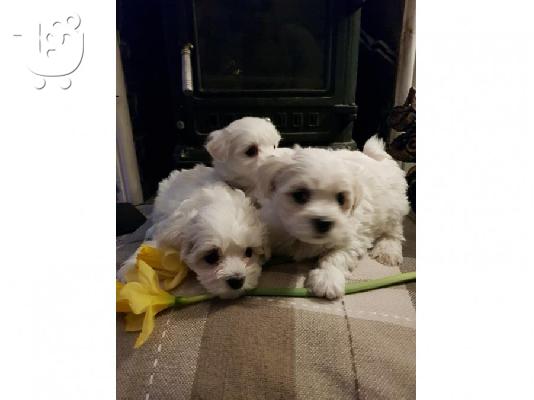 PoulaTo: Διαθέσιμα κουτάβια Maltipoo