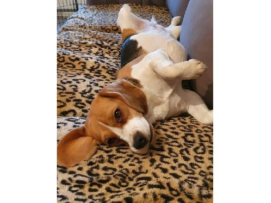 Διαθέσιμα κουτάβια Beagle