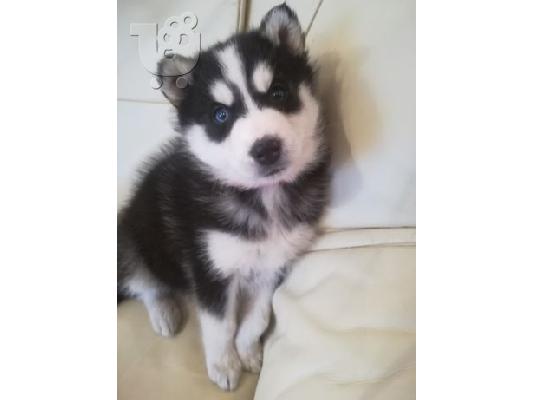PoulaTo: Siberian Husky κουτάβια προς πώληση.