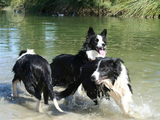 BORDER COLLIE