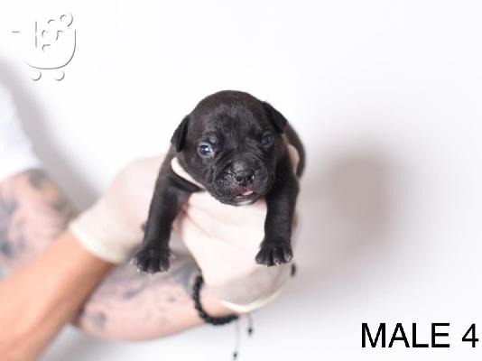 Pocket Micro American Bully κουτάβια