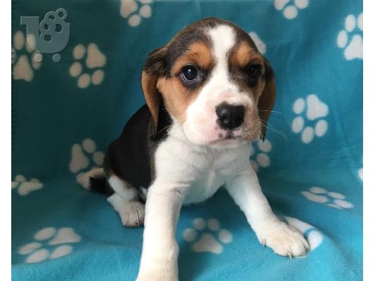 PoulaTo: Πωλούνται χαριτωμένα κουτάβια Beagle.