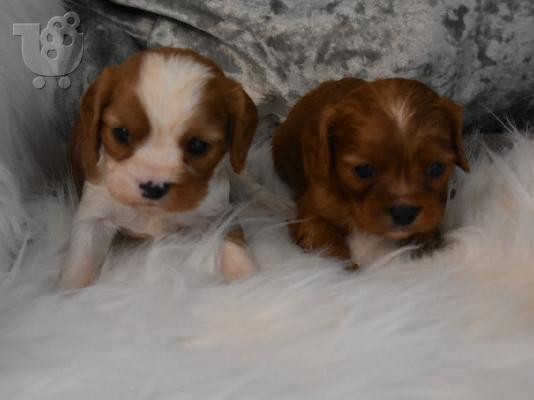 PoulaTo: Διαθέσιμα Cute King Charles Pups