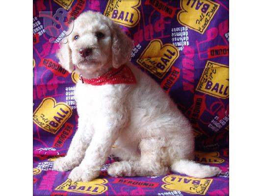 PoulaTo: Labradoodle kölyök hà­m és nÅ‘stény Κόλι