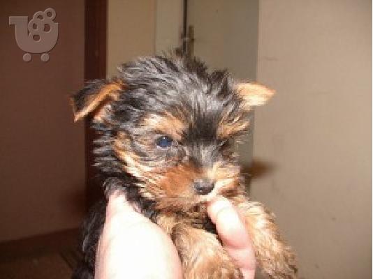 PoulaTo: YORKSHIRE TERRIER