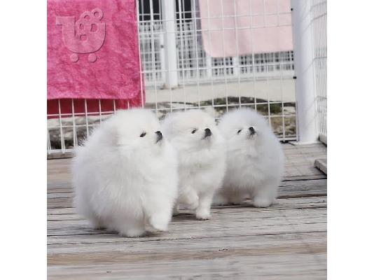 PoulaTo: Δύο φοβερά κουτάβια Pomeranian