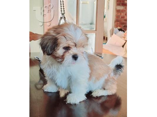PoulaTo: KC Εγγεγραμμένα κουτάβια Lhasa Apso