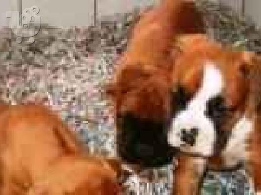 PoulaTo: ( BOXER KOYTABIA ΜΠΟΞΕΡ ) Μπόξερ