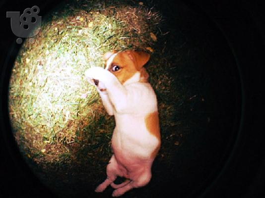 PoulaTo: Ζητω να μου χαρισουν Jack Russell!