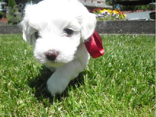 Labrador καθαροαιμα κουταβακια απο γονεις με pedigree ΑΘΗΝΑ (6979314054)...