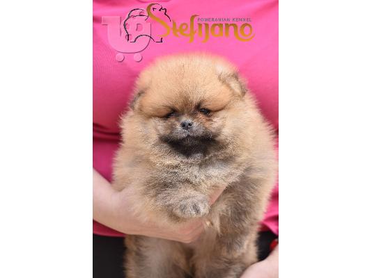 Κουτάβια Pomeranian Boo