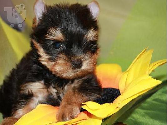 PoulaTo: yorkshire terrier mini pocket.