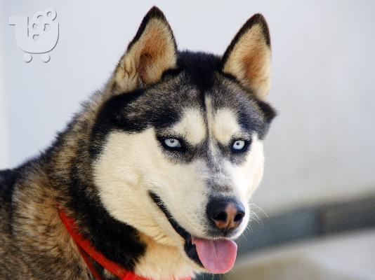ΧΑΣΚΙ Σιβηρίας (Siberian Husky)
