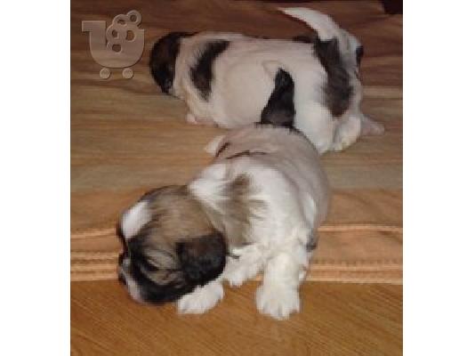 PoulaTo: Lhaso apso κουτάβια