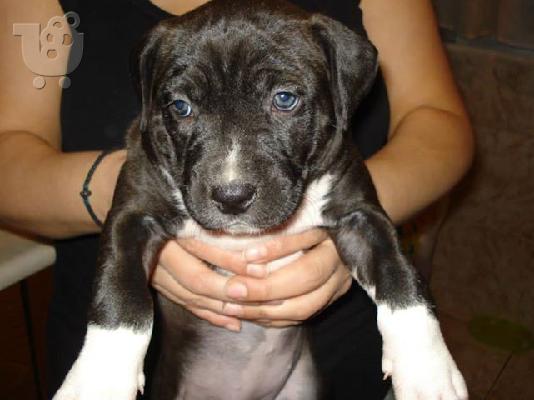 PoulaTo: pitbull american terrier