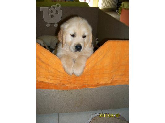 ΠΩΛΟΥΝΤΑΙ GOLDEN RETRIEVER