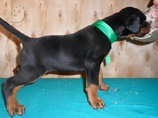 DOBERMAN