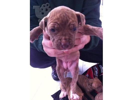 pitbull rednose
