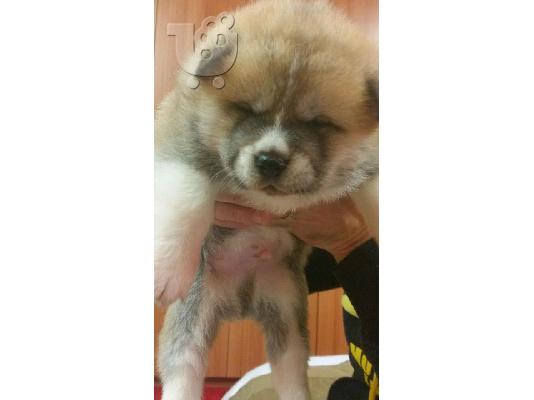 AKITA INU