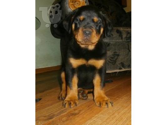 Rottweiler καθαροαιμα  6979314054 ΑΘΗΝΑ-ΘΕΣΣΑΛΟΝΙΚΗ -ΚΡΗΤΗ