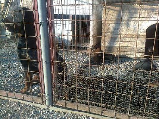 pwlountai rottweiler PROSFORA 270e