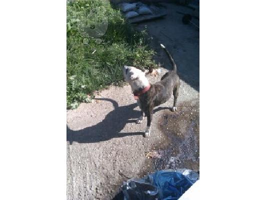PITBULL  ΨAXNI THILIKIA GIA ZEVGAROMA