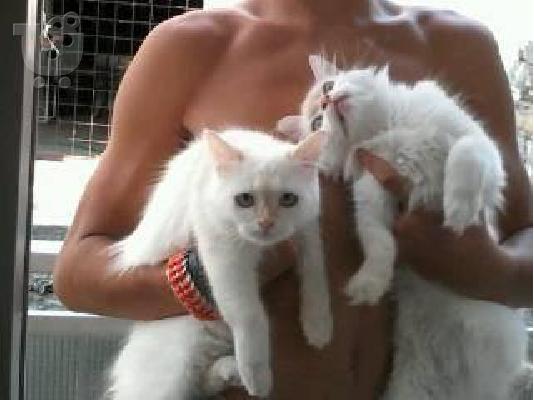 Teleia gatakia Ragdoll