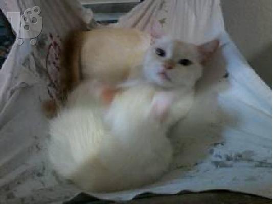Teleia gatakia Ragdoll